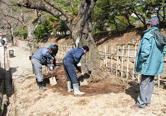 鶴ヶ城公園のさくらを元気にする事業